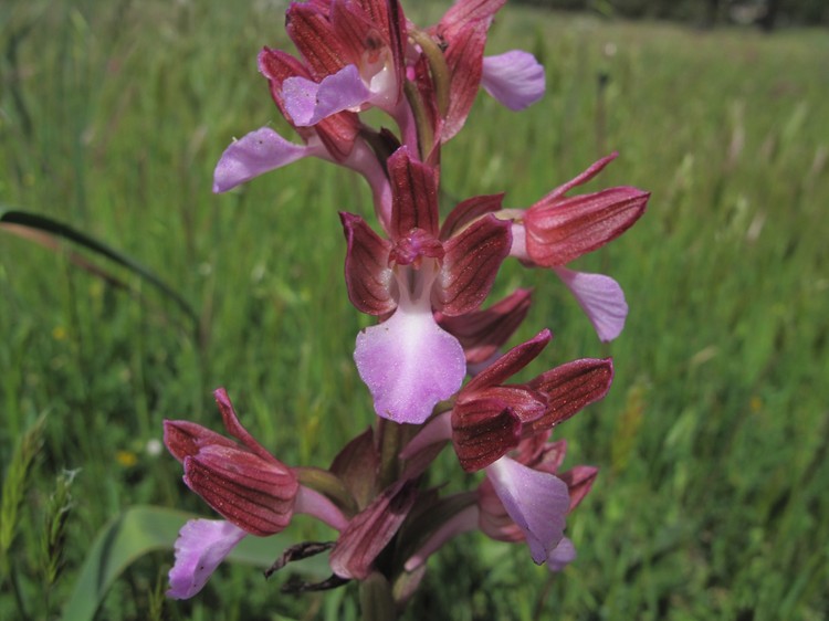 Anacamptis papilionacea